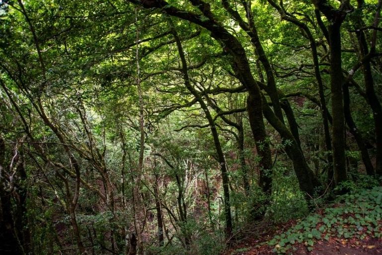 excursiones en Tenerife