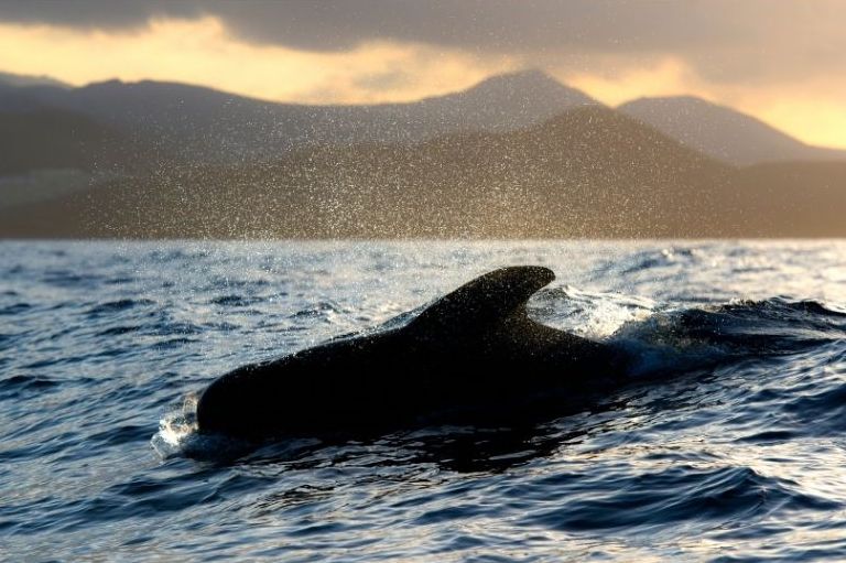 ver delfines en tenerife