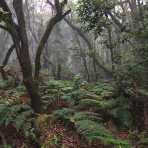 bosque garajonay