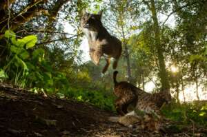 lince fotografo Antonio Pizarro