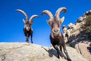 cabras montesas Guadarrama