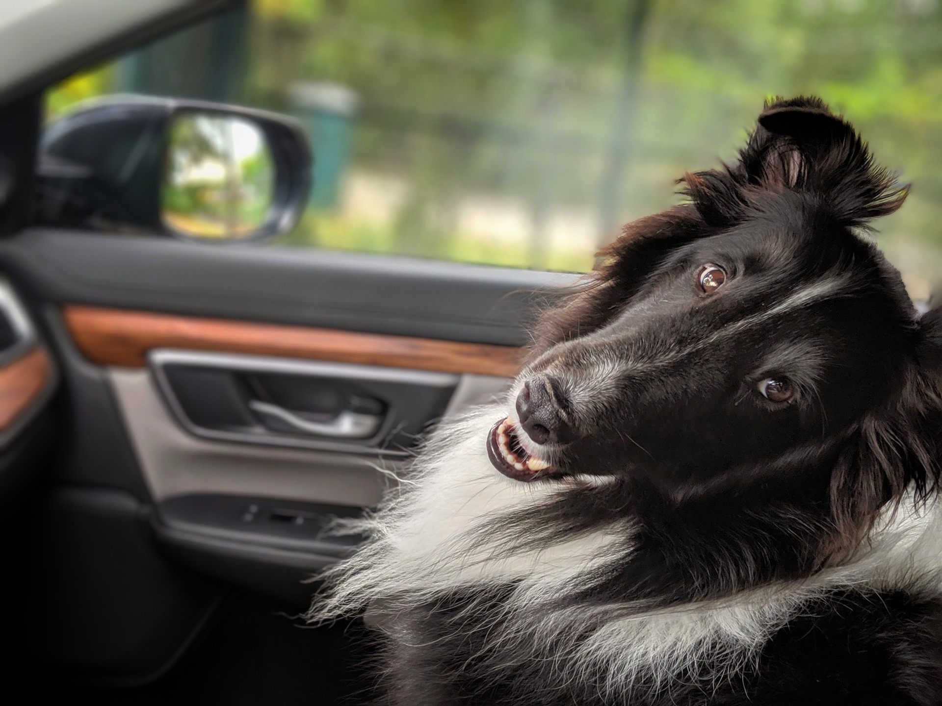 VIAJAR CON PERROS