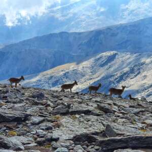 pico mulhacen wildlife