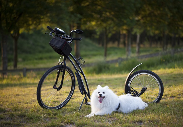 que hacer en barcelona con perro