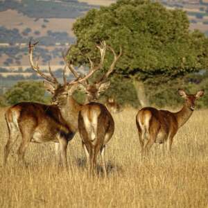 wildlife Cabaneros