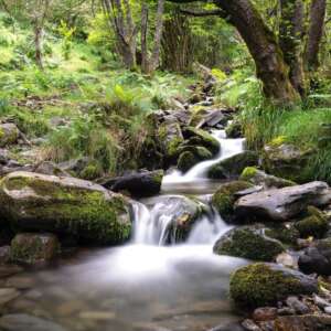 descubrir la belleza Bosc de Carlac