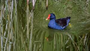 albufera