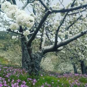 Jerte flor cerezos valle