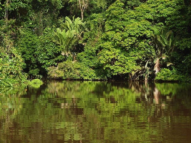 que hacer en tortuguero