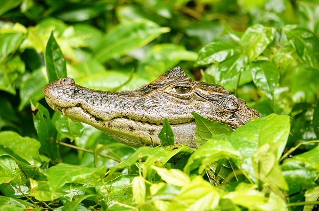 actividades para hacer en Tortuguero