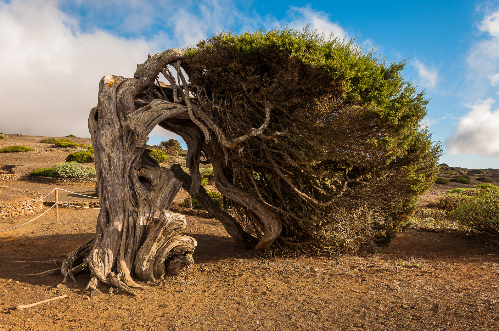 la sabina el hierro canarias