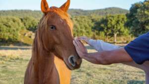 caballo