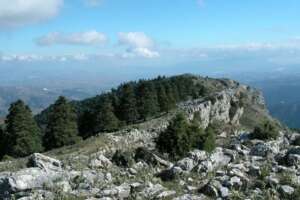 parque nacional abeto pinsapo