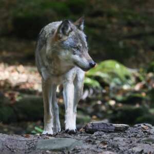 MAISON DES LOUPS