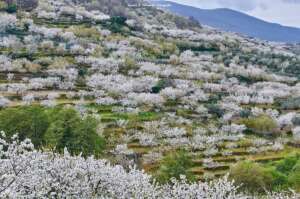 CINCO DESTINOS EL VALLE DEL JERTE