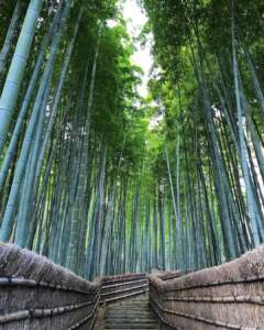 ARASHIYAMA