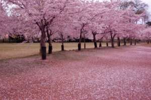 CEREZOS EN FLOR