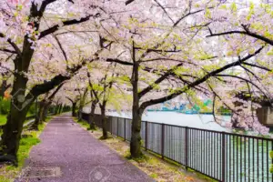 PARQUE DEL CASTILLO VIAJE A OSAKA