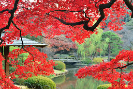 SHINJUKU GYOEN